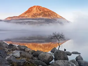 Ireland, Co. Donegal, Mount Errigal reflected in Lough Dunlewey