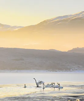 Ireland, Co. Donegal, Mulroy bay, Swans on frozen water