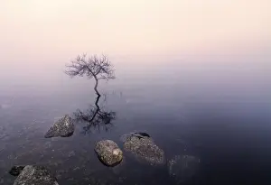 Ireland, Co. Donegal, tree reflected in Lough Dunlewey