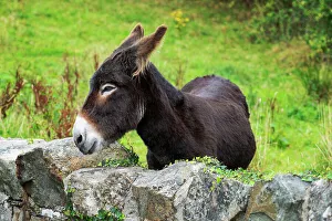 Ireland, Co. Kerry, Dingle, Slea Head, Donkey behind traditional stone wall