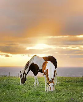 Connacht Prints: Ireland, Co. Sligo, Mullaghmore, horses grazing