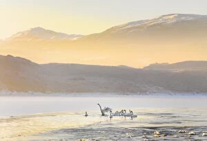 Snowy Gallery: Ireland, Co.Donegal, Mulroy bay, Swans on frozen water