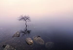 Images Dated 23rd January 2014: Ireland, Co.Donegal, tree reflected in Lough Dunlewey