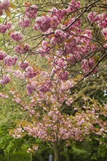 Blooms Prints: Ireland, Dublin, St. Stephens Green, spring blooms