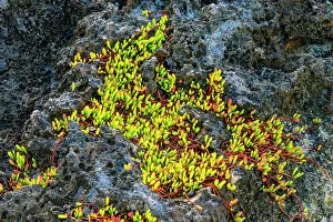 Habitats Prints: Ironstone outcrop with a colony of Sea purslane (Sesuvium portulacastrum)