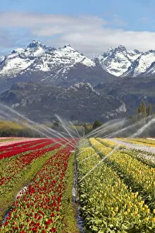 Irrigation of a tulip field in the 'Valle Hermoso'(Welsh: Cwm Hyfry), Trevelin, Chubut, Patagonia, Argentina