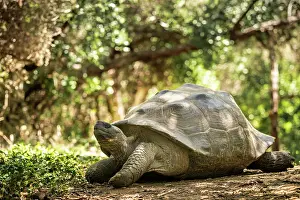 Ecuadorian Prints: Isabela Island Giant Tortoise (Chelonoidis niger vicina)