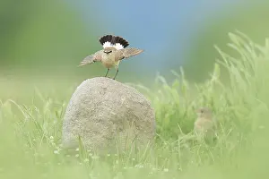 Grassland Prints: Isabelline Wheatear (Oenanthe isabellina) perched on rock, Bulgaria, May 2025