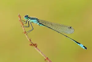 Insects Prints: Ischnura elegans (Blue-tailed damselfly), Como, Lombardy, Italy