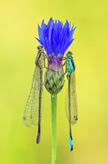Insects Prints: Ischnura elegans (Blue-tailed damselfly), Como province, Lombardy, Italy
