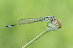 Odonata Prints: Ischnura Elegans, Lura park, Lomazzo, Como province, Lombardy, Italy