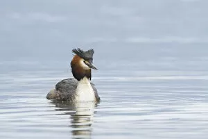 Images Dated 27th April 2016: Iseo Lake, Lombardy, Italy. Great crested grebe