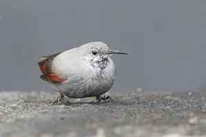 Lago Prints: Iseo Lake, Lombardy, Italy. Wallcreeper