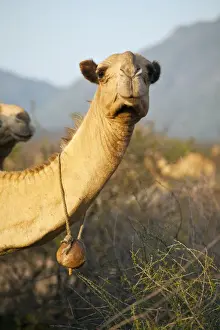 Development Prints: Isiolo, Northern Kenya. A camel with a traditional carved bell in a traditional Somali