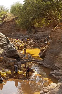 Development Prints: Isiolo, Northern Kenya. Donkeys are loaded up with water at a drying up river bed