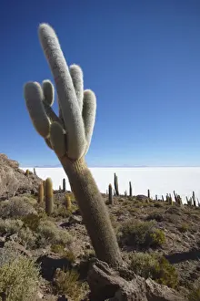 Natural Wonder Prints: Isla del Pescado (Fish Island) on Salar de Uyuni (Salt Flats of Uyuni), Potosi Department