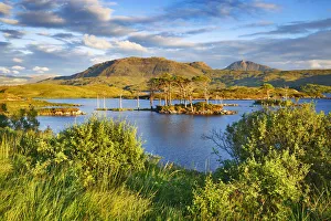 Island with pines - United Kingdom, Scotland, Sutherland, Loch Assynt - Highlands Island with pines - United Kingdom, Scotland, Sutherland, Loch Assynt - Highlands