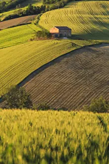 Agricultural Prints: Isolated house on the hills at sunset, Pesaro Urbino province, Marche, Italy