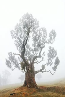 Isolated old tree in the fog, Fanal forest, Madeira island, Portugal