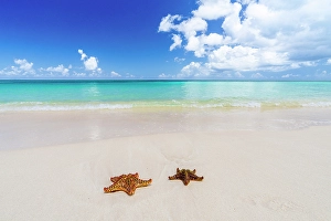 Leeward Islands Prints: Two isolated starfish on idyllic tropical beach