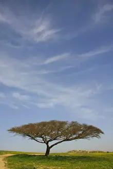 Scenic Road Prints: Israel, the northern Negev. Acacia Raddiana tree by Besor scenic road