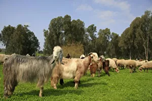 Images Dated 12th November 2009: Israel, Sharon region, goats and sheep in Park Hasharon