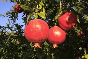Orchard Prints: Israel, Shephelah, Pomegranate tree (Punica granatum) in Moshav Lachish