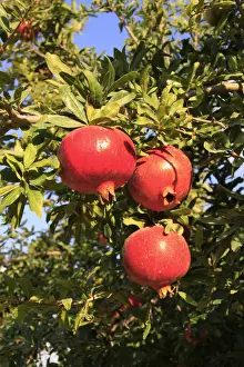 Israel, Shephelah, Pomegranate tree (Punica granatum) in Moshav Lachish