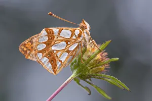 Lepidoptera Prints: Issoria Lathonia, Lura park, Lomazzo, Como province, Lombardy, Italy
