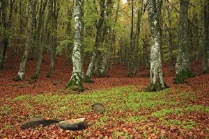 Beech Trees Prints: Italia, Sicily, beech forest of Mount Soro