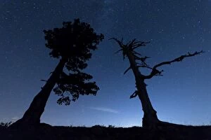Italy, Calabria, Loricati pines on the Pollino at night