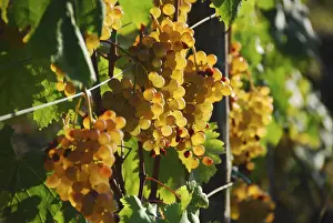 Cinque Terre Prints: Italy, cinque Terre, Manarola. Grape in the vineyard of Forlini Capellini
