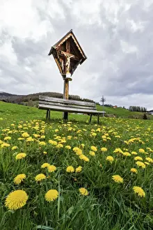 Bench Prints: Italy, Dolomites: wildflowers flowering on the feet of the Faith