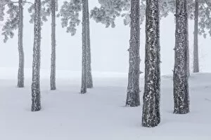 Italy, Emilia Romagna, Pines in snow
