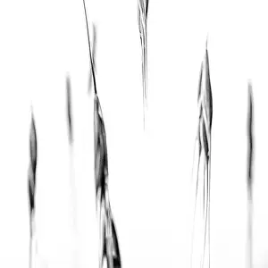 Abstract Prints: Italy, Friuli-Venezia Giulia, Abstract image of corn field