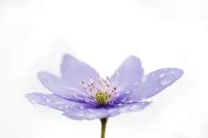 Italy, Friuli Venezia Giulia, Anemone Hepatica with dew