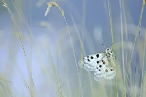 Pordenone Prints: Italy, Friuli Venezia Giulia, Apollo delle alpi butterfly