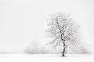 Italy, Friuli Venezia Giulia, Dolomites, lone tree in the snow