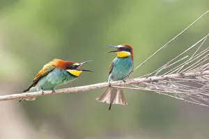 Italy, Friuli Venezia Giulia, European Bee-eater (Merops apiaster)