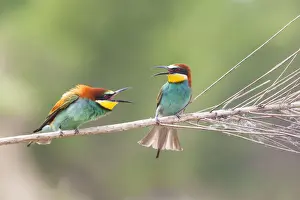Friuli Venezia Giulia Prints: Italy, Friuli Venezia Giulia, European Bee-eater (Merops apiaster)