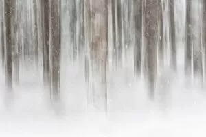 White Gallery: Italy, Friuli Venezia Giulia, forest in the snow