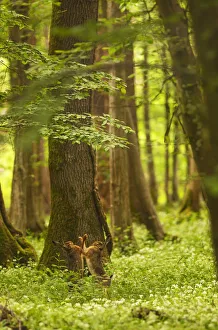Italy, Friuli Venezia Giulia, Hare in the spring forest