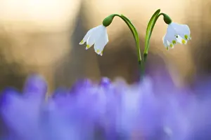 Crocus Prints: Italy, Friuli Venezia Giulia, Leucojum vernum (Spring snowflake)