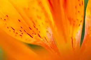 Udine District Prints: Italy, Friuli Venezia Giulia, Lilium bulbiferum or Orange Lily