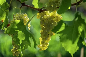 Close Up Gallery: Italy, Friuli Venezia Giulia. a ripe grape in the Collio area
