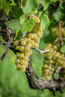 Images Dated 13th December 2022: Italy, Friuli Venezia Giulia. a ripe grape in the Collio area