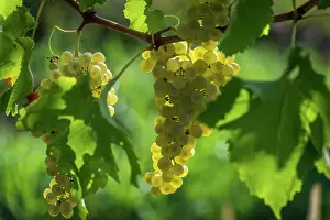 Grape Prints: Italy, Friuli Venezia Giulia. a ripe grape in the Collio area