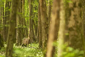 Udine District Prints: Italy, Friuli Venezia Giulia, Roe deer in a spring forest