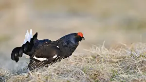 Udine District Prints: Italy, Friuli-Venezia Giulia, Tetrao tetrix (Black Grouse)