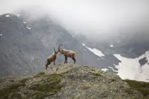 Italy, Italian Alps, Lombardy, Steinbocks in Stelvio National Park